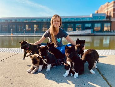 Puppies akita husky dog puppy wolf wolves companion pet small business art raw diet designer pet