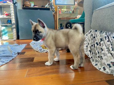 Golden blonde American Japanese akita siberian husky mix wolf like dog puppy
