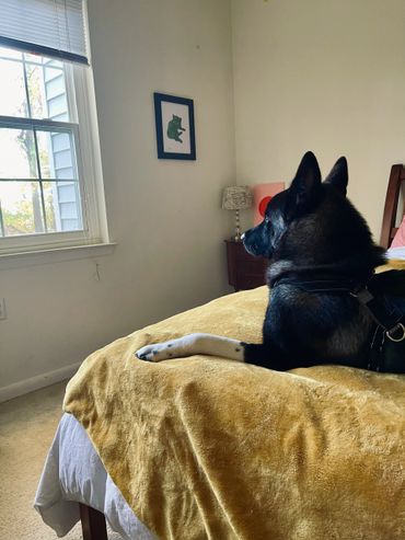 Puppies akita husky dog puppy wolf wolves companion pet small business art raw diet designer pet