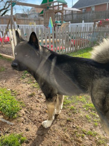 Puppies akita husky dog puppy wolf wolves companion pet small business art raw diet designer pet