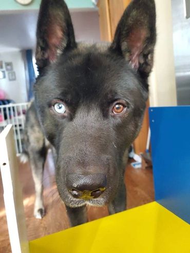 Puppies akita husky dog puppy wolf wolves companion pet small business art raw diet designer pet