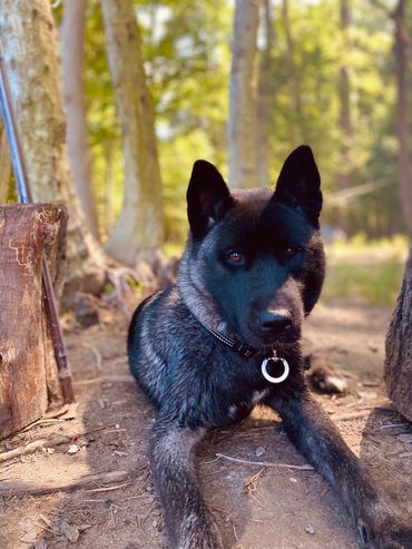 Puppies akita husky dog puppy wolf wolves companion pet small business art raw diet designer pet