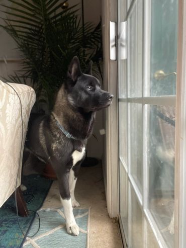 Puppies akita husky dog puppy wolf wolves companion pet small business art raw diet designer pet