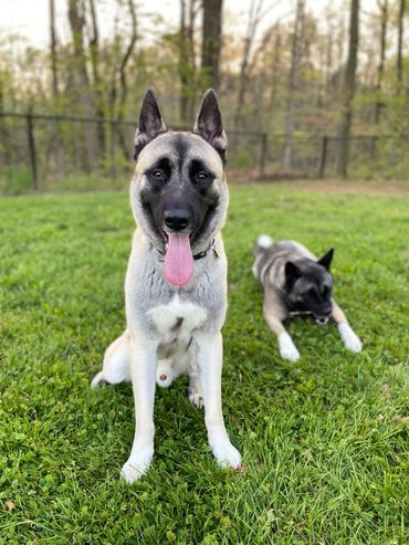 Golden blonde American Japanese akita siberian husky mix wolf like dog