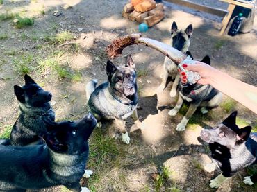 Puppies akita husky dog puppy wolf wolves companion pet small business art raw diet designer pet