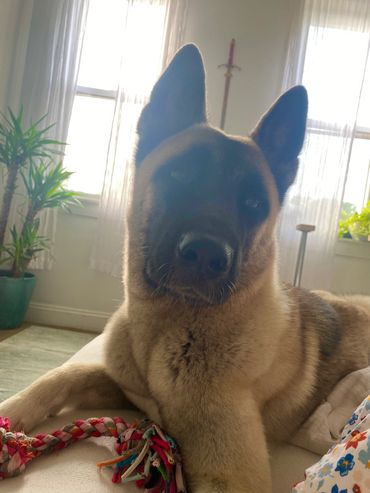 Puppies akita husky dog puppy wolf wolves companion pet small business art raw diet designer pet