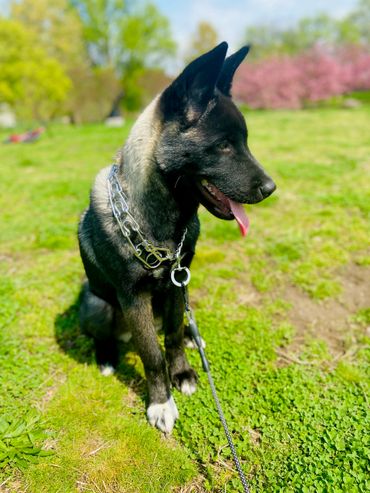 Puppies akita husky dog puppy wolf wolves companion pet small business art raw diet designer pet