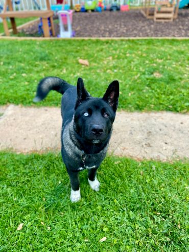 Puppies akita husky dog puppy wolf wolves companion pet small business art raw diet designer pet