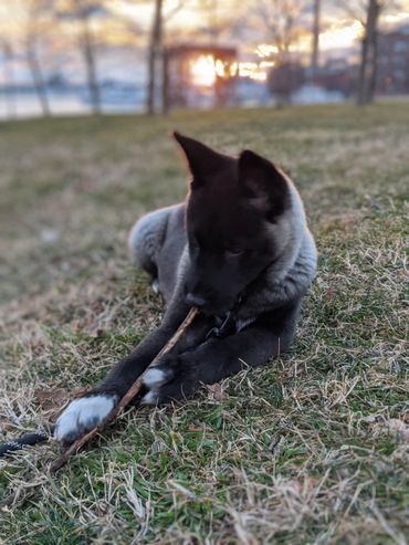 Puppies akita husky dog puppy wolf wolves companion pet small business art raw diet designer pet