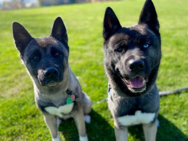 Puppies akita husky dog puppy wolf wolves companion pet small business art raw diet designer pet