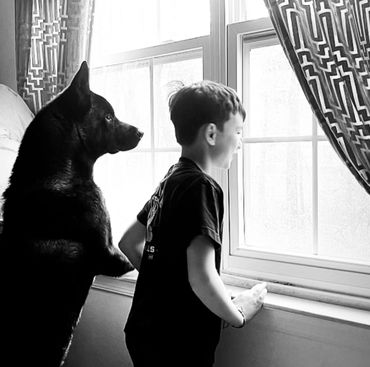 Puppies akita husky dog puppy wolf wolves companion pet small business art raw diet designer pet