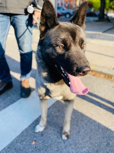 Puppies akita husky dog puppy wolf wolves companion pet small business art raw diet designer pet