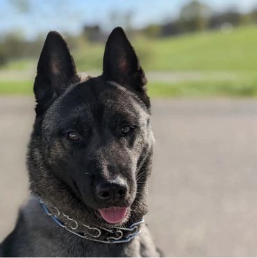 Puppies akita husky dog puppy wolf wolves companion pet small business art raw diet designer pet