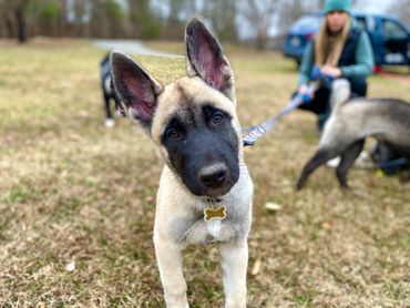 Puppies akita husky dog puppy wolf wolves companion pet small business art raw diet designer pet