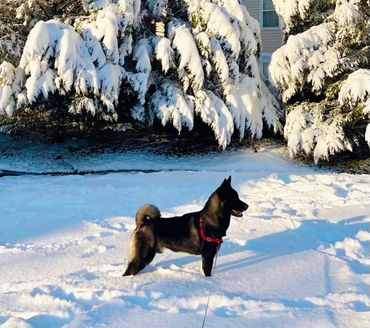 Puppies akita husky dog puppy wolf wolves companion pet small business art raw diet designer pet