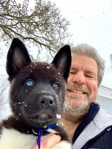 Puppies akita husky dog puppy wolf wolves companion pet small business art raw diet designer pet