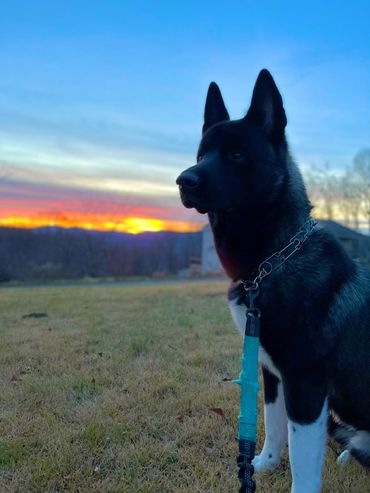 Puppies akita husky dog puppy wolf wolves companion pet small business art raw diet designer pet