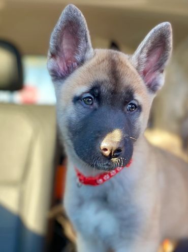 Golden blonde American Japanese akita siberian husky mix wolf like dog Puppy