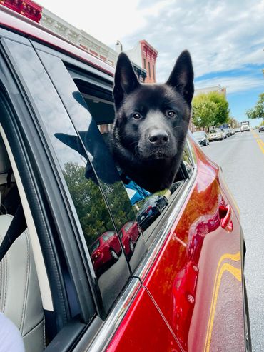 Puppies akita husky dog puppy wolf wolves companion pet small business art raw diet designer pet