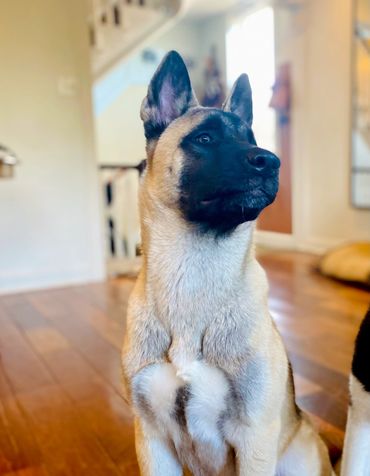 Golden blonde American Japanese akita siberian husky mix wolf like dog