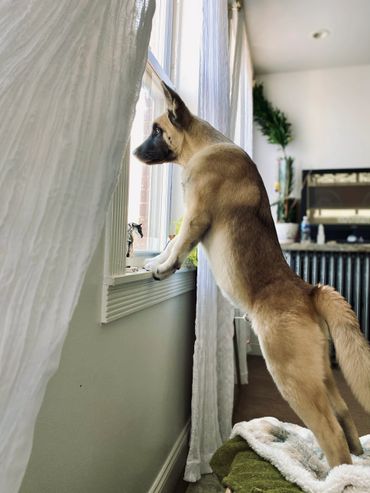 Puppies akita husky dog puppy wolf wolves companion pet small business art raw diet designer pet