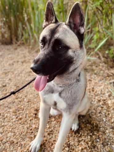 Golden blonde American Japanese akita siberian husky mix wolf like dog