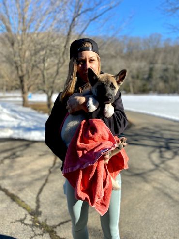 Puppies akita husky dog puppy wolf wolves companion pet small business art raw diet designer pet