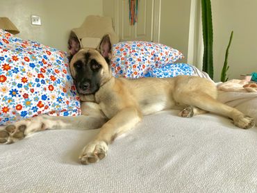 Golden blonde American Japanese akita siberian husky mix wolf like dog Puppy