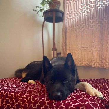 Puppies akita husky dog puppy wolf wolves companion pet small business art raw diet designer pet