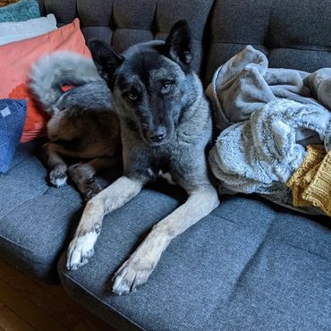 Puppies akita husky dog puppy wolf wolves companion pet small business art raw diet designer pet