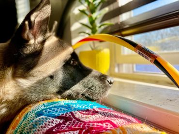 Puppies akita husky dog puppy wolf wolves companion pet small business art raw diet designer pet