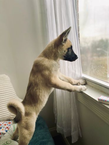 Golden blonde American Japanese akita siberian husky mix wolf like dog Puppy