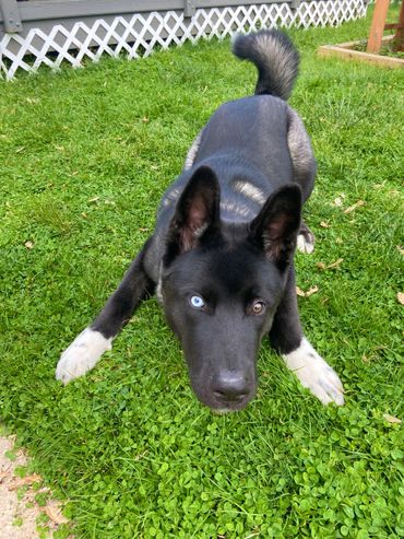 Puppies akita husky dog puppy wolf wolves companion pet small business art raw diet designer pet