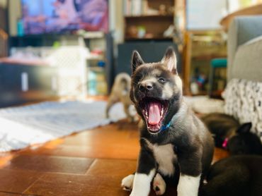 Puppies akita husky dog puppy wolf wolves companion pet small business art raw diet designer pet