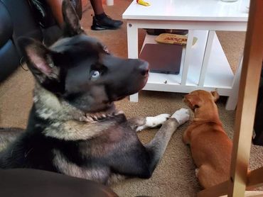 Puppies akita husky dog puppy wolf wolves companion pet small business art raw diet designer pet