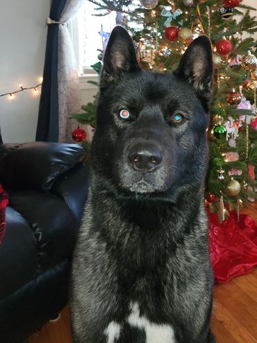 Puppies akita husky dog puppy wolf wolves companion pet small business art raw diet designer pet