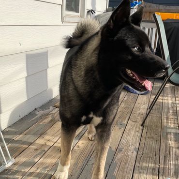 Puppies akita husky dog puppy wolf wolves companion pet small business art raw diet designer pet