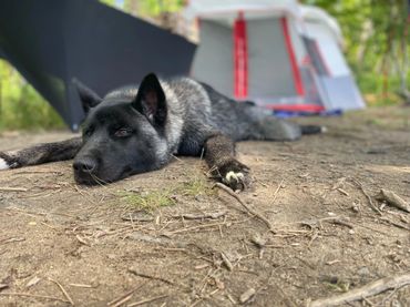 Puppies akita husky dog puppy wolf wolves companion pet small business art raw diet designer pet