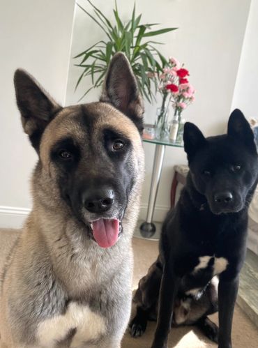 Golden blonde American Japanese akita siberian husky mix wolf like dog