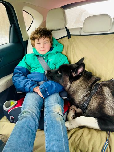 Puppies akita husky dog puppy wolf wolves companion pet small business art raw diet designer pet