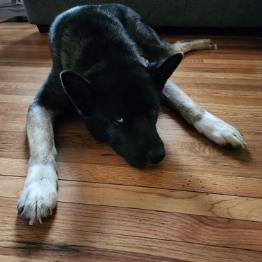 Puppies akita husky dog puppy wolf wolves companion pet small business art raw diet designer pet