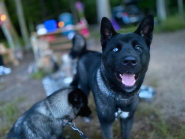 Puppies akita husky dog puppy wolf wolves companion pet small business art raw diet designer pet