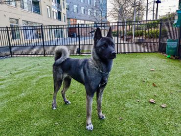 Puppies akita husky dog puppy wolf wolves companion pet small business art raw diet designer pet