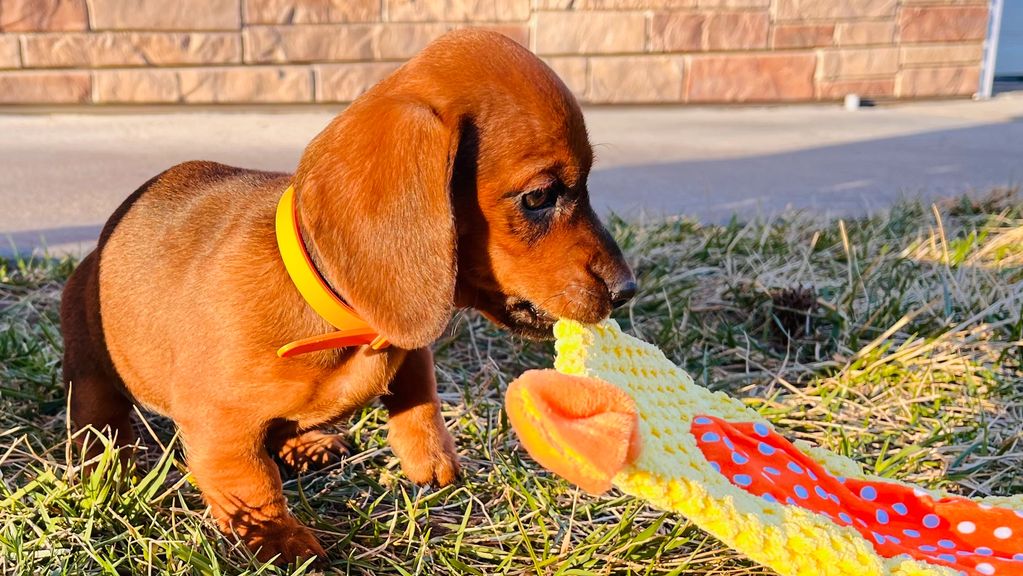 orange girl