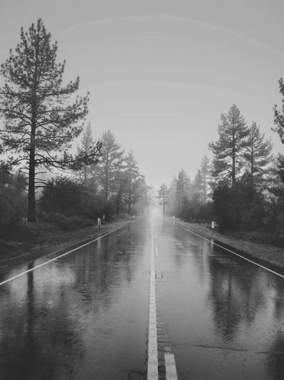 Empty wet road flanked by tall trees on a foggy day.