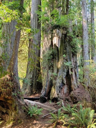 Prairie Creek Redwoods State Park