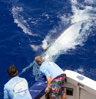 Giant marlin
Black marlin fishing