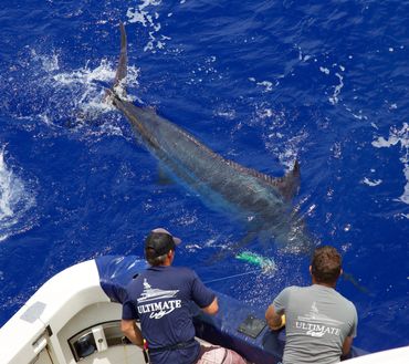 blue marlin fishing tahiti
charter fishing for marlin