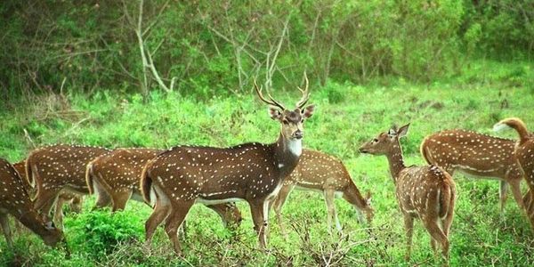 Wildlife-rich Periyar Tiger Reserve tour via premium taxi cab