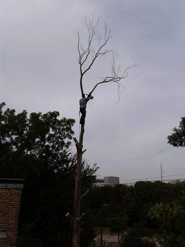 Tall tree removal in Lewisville, TX